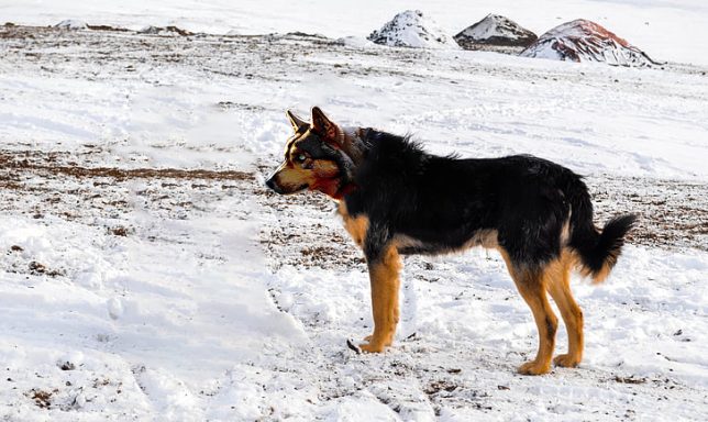 Zhokhov dog - Ancestor of all artic dogs - 9500 ybp